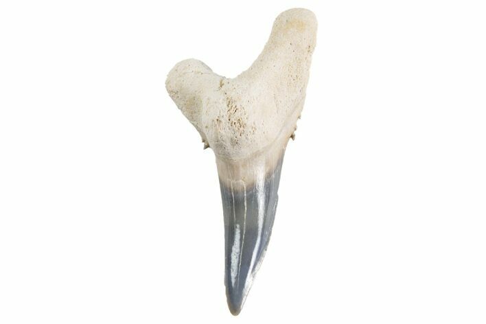 Bone Valley Shark Tooth (Hemipristis) - Lower Tooth #299471